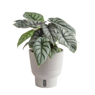 Costa Farms Indoor Trending Tropicals Alocasia Silver Dragon House Plant in 6-inch Self-Watering Pot