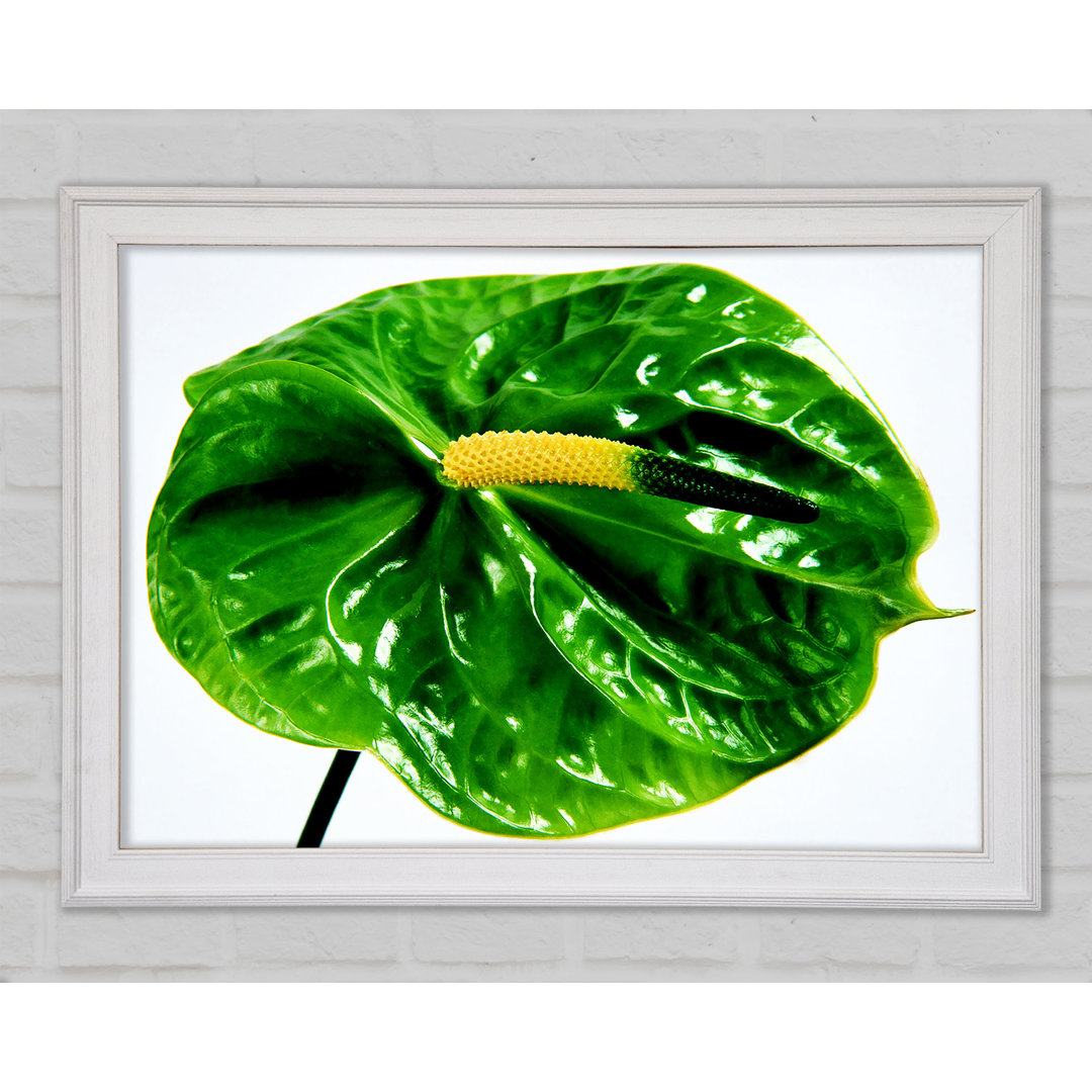 Anthurium Blume Gerahmter Druck