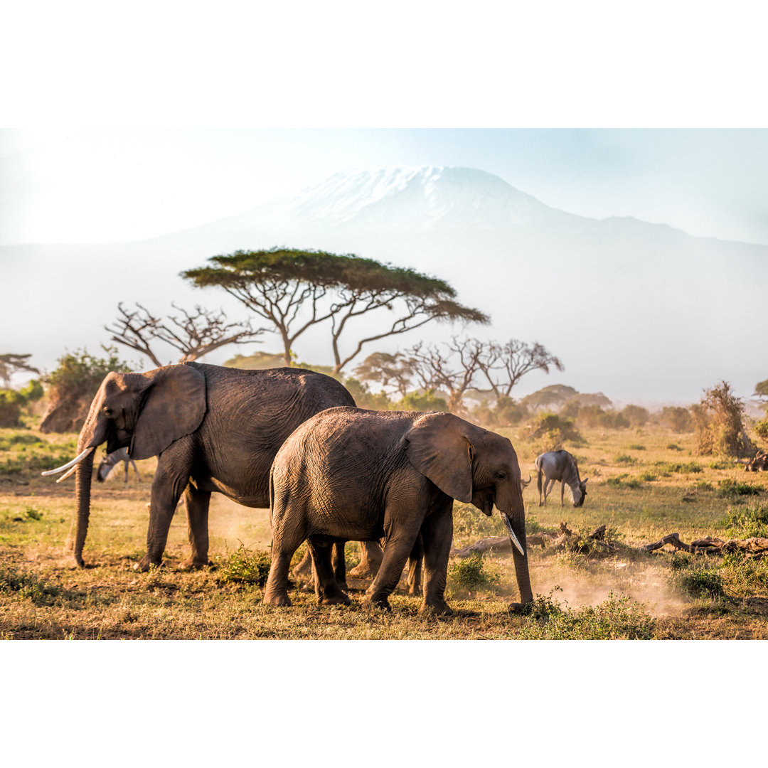 Elefanten grasen im Amboseli mit Kilimandscharo von 1001slide - Kunstdrucke ohne Rahmen auf Leinwand