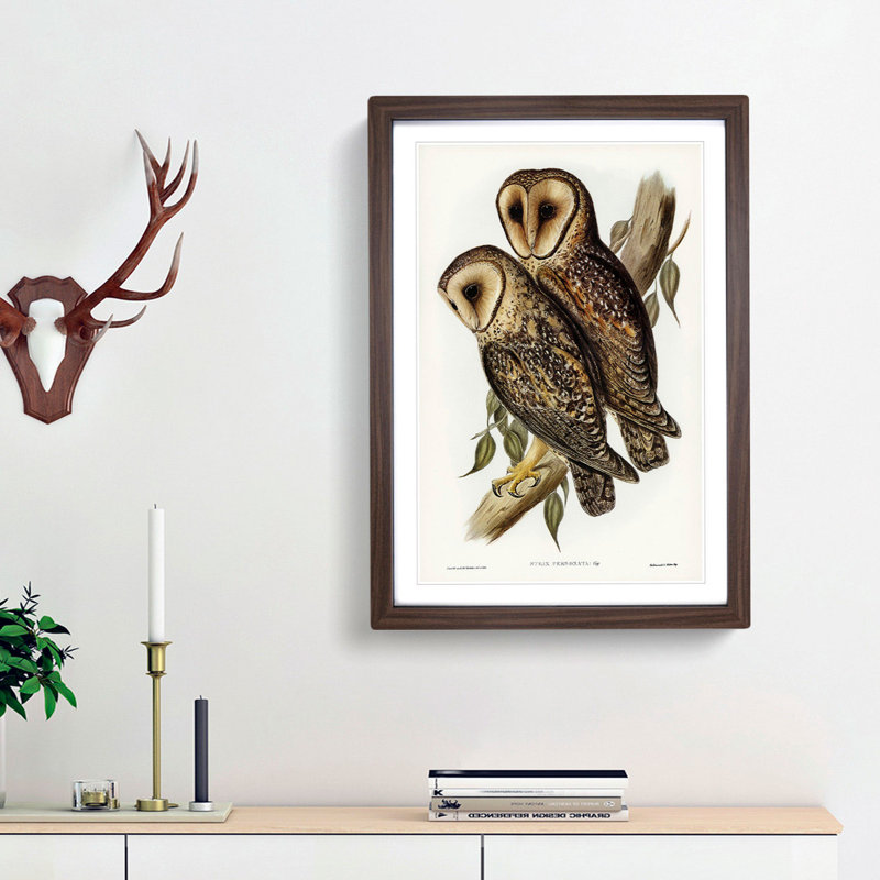 Masked Barn Owls by Elizabeth Gould - Framed Print, 36cm H x 27cm W x 2cm D, Walnut Framed