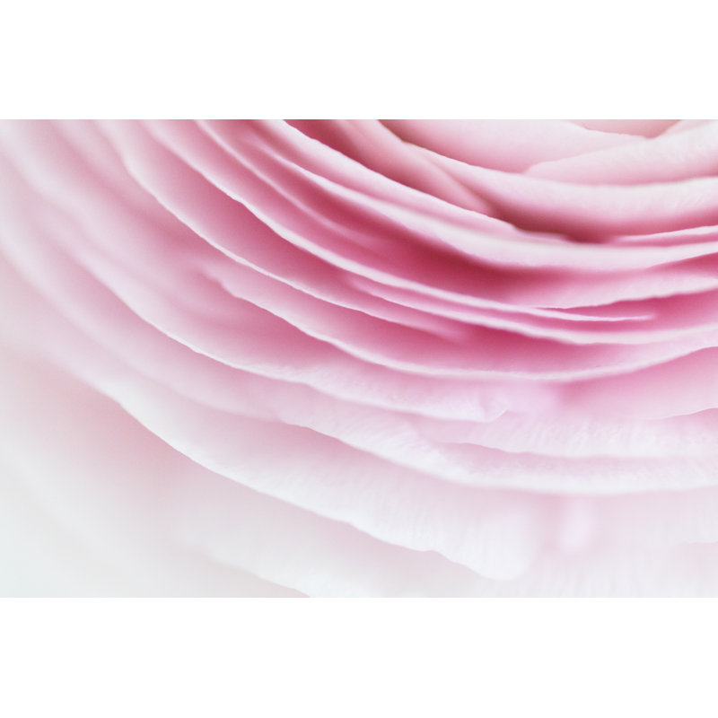 Ranunculus Close Up - Wrapped Canvas Print, 20cm H x 30cm W