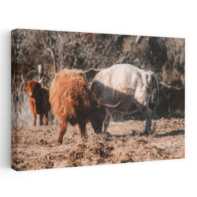 Highland Fight, abstrait, vache, paysage naturel, art