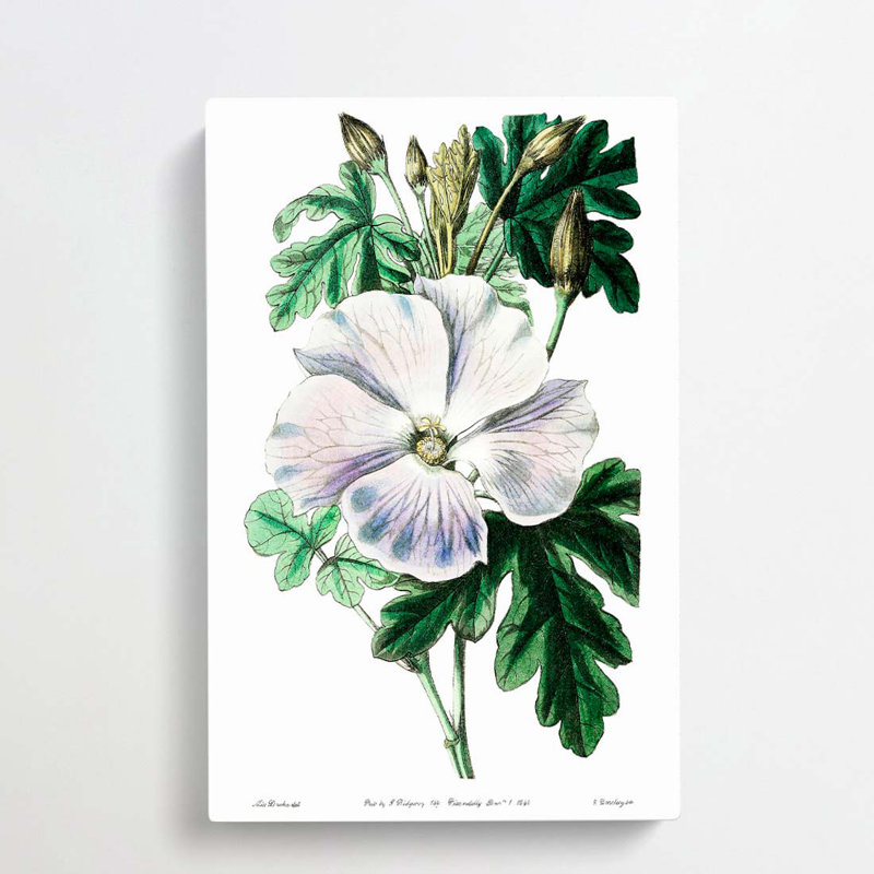 White Hibiscus Flower - Wrapped Canvas Print, 60cm H x 40cm W x 3cm D