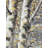 Budding White Birches Print On Canvas