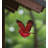 Flying Bird Mobile - Cardinal