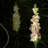 Multi-color Flower Lights – High-efficiency Solar Panel, 8-10h Working Time For Yard/lawn/pathway Garden Decor Must-have