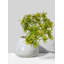 Vase de table Rufus