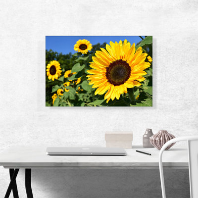 Champ de tournesols - reproduction de photo sur toile tendue