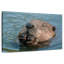 Castor dans l'eau-108905263