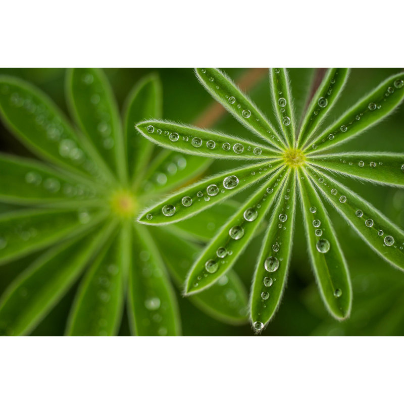 Wrapped Canvas Print, 50.8 cm H x 76.2 cm W
