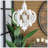 Casleton 6 - Light Iron Geometric Chandelier