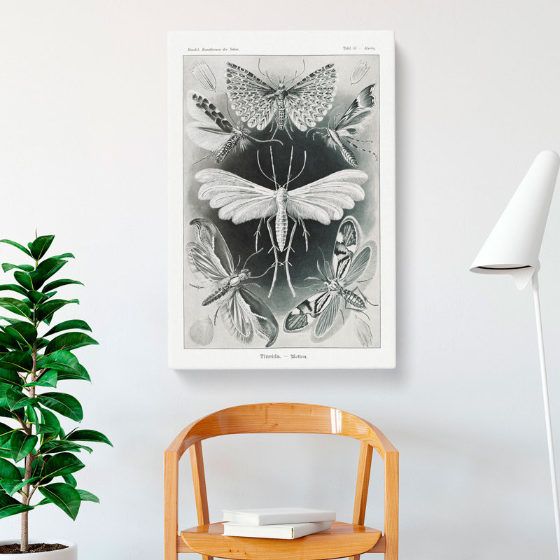 Butterflies Winged Insects by Ernst Haeckel - Wrapped Canvas, 76cm H x 50cm W x 3cm D