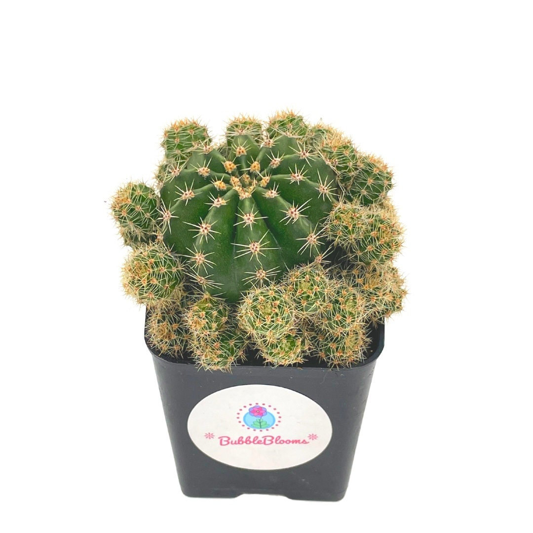 Florida House Plants Pink Easter Lily Cactus Echinopsis Oxygona Echinobivia  Rainbow Bursts Eyriesii N | Wayfair