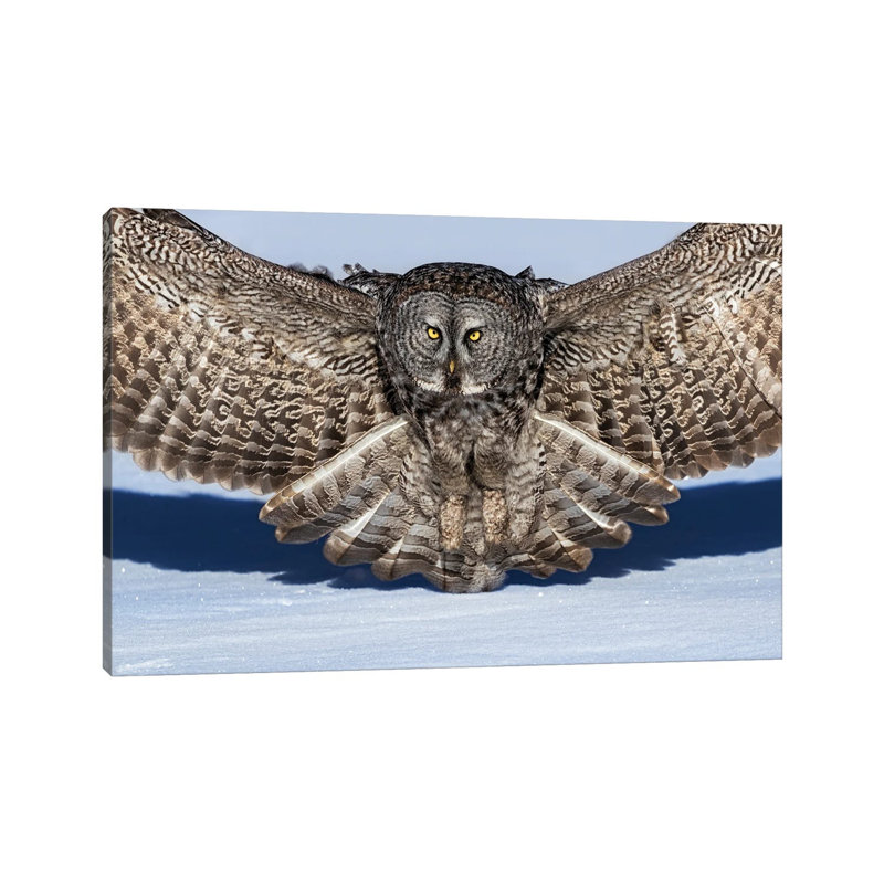 Great Grey Owl by Jun Zuo - Wrapped Canvas Print, 20.32 cm H x 30.48 cm W