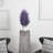 Lavender in White Planter