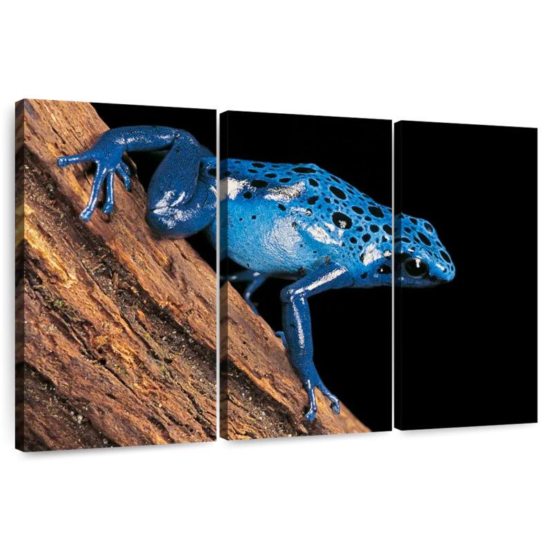 Grenouille empoisonnée, H 20 po x l 33 po