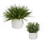 Ensemble de 2 plantes vertes en pot