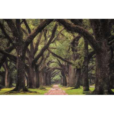 " Lane Of Oaks "
