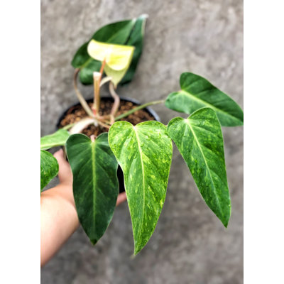 Painted Lady Philodendron - Live Plant in a 4 Inch Pot - Philodendron erubescens - Rare and Stunning Houseplant with Unique Foliage - Air Purifying
