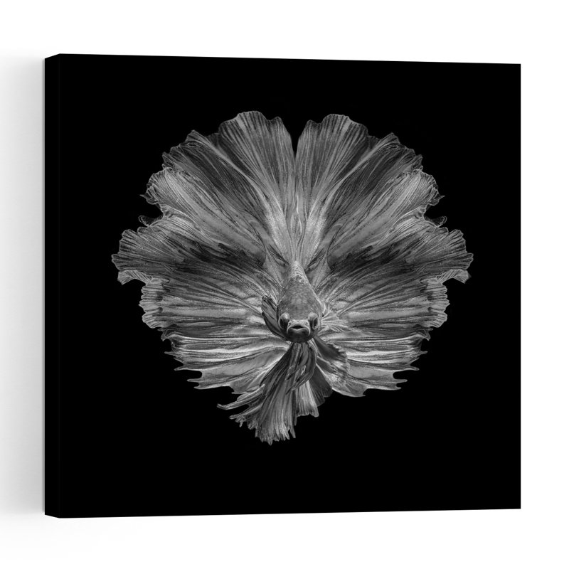«Graceful Betta Portrait Abstract Dramatic Elegant Fish Nature Portrait», reproduction d'art, H 36 po x l 36 po