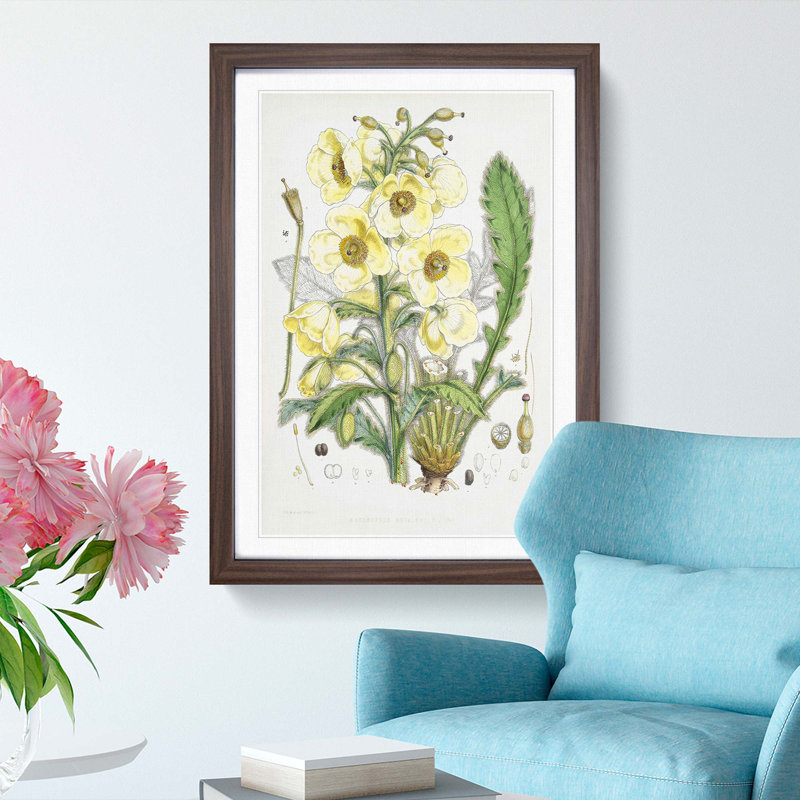 Himalayan Yellow Poppy by W. H. Fitch - Picture Frame Painting Print, Walnut Framed, 65cm H x 48cm W x 2cm D