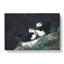 Atlantic Puffin Birds Vol.4 - Wrapped Canvas-61854381