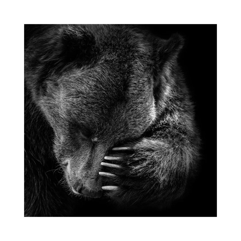 Bear I by Lukas Holas - Wrapped Canvas Print, 30.48 cm H x 30.48 cm W