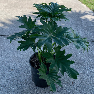 OnlinePlantCenter Live Foliage Plant in Pot