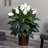 48'' Faux Spathyfillum Plant in Vase