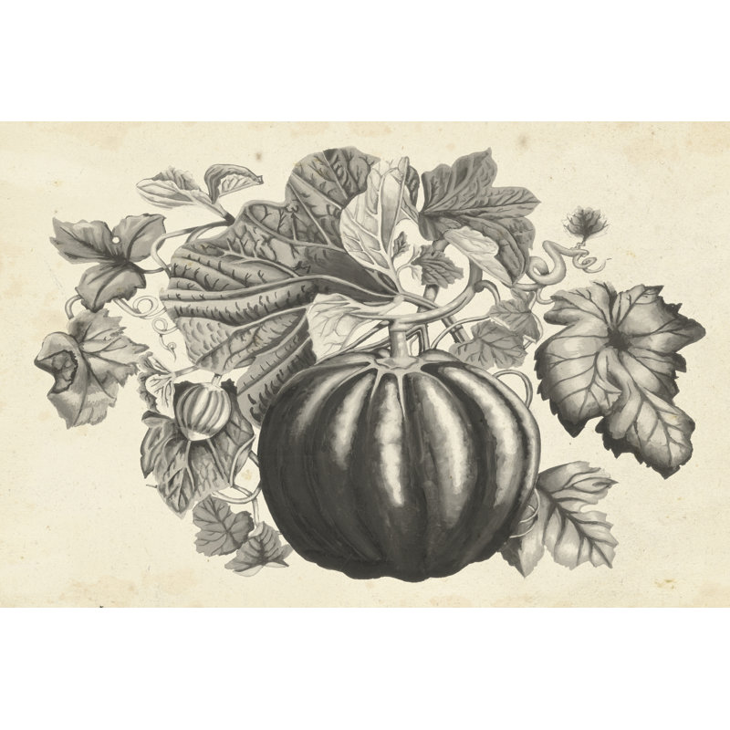Sepia Squash I by Naomi McCavitt - 1 Piece Wrapped Canvas Wall Art, 30cm H x 46cm W