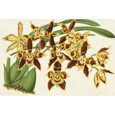 Graceful Orchids I - Painting