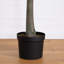 12 pi Eucalyptus artificiel