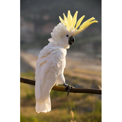 White Cockatoo Bird by Laughingmango - No Frame Art Prints on Canvas