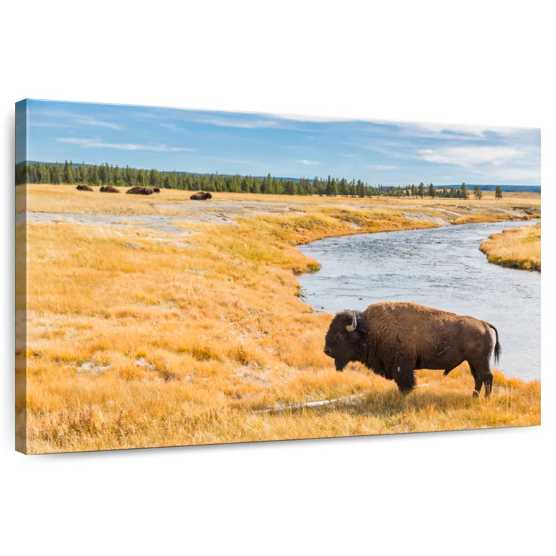 Brampt National Park Bison, 34" H x 51" W