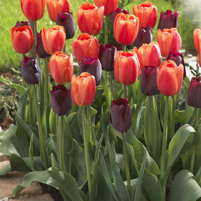 Van Zyverden Tulips Ronaldo Blend Set of 15 Bulbs