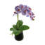 Orchid Arrangement In A Glass Vase With Orchid Leaves