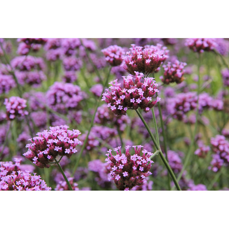 Verbena Bonariensis Flower - Wrapped Canvas Print, 61cm H x 91cm W