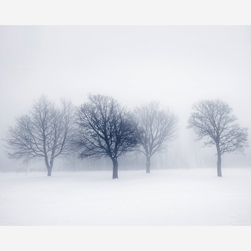  Winter Trees Matt Smooth Paste the Wall Mural 300cm wide x 240cm high, 240 cm L x 300 cm W
