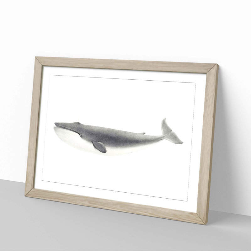 Blue Whale by C.M. Scammon - Framed Print, 35cm H x 50cm W x 2cm D, Oak