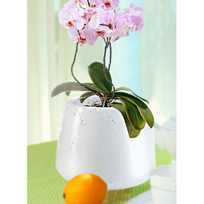 Pot à fleurs en céramique blanche vieillie Arlo Ebern Designs - vase pour plantes, fleurs et arrangements décoratifs, décor de maison de campagne moderne pour la maison et le jardin, 9 po de diamètre et 7 po de hauteur, paquet 1