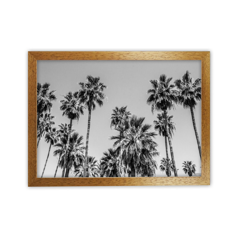Sabal Palmetto I Palm Trees by Victoria Frost - Print, 64cm H x 88cm W x 3cm D, Oak Framed