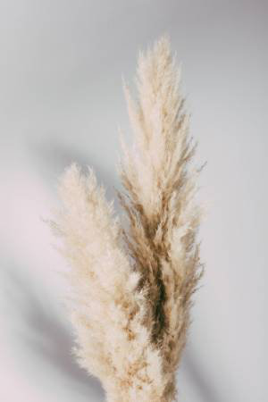 Pampas Grass, 91.44 cm H x 60.96 cm W