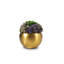 Valencia Gold Sedum Arrangement