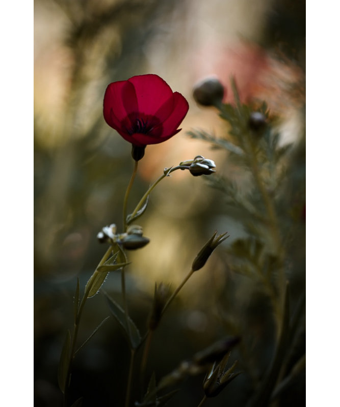Wrapped Canvas Print, 91.44 cm H x 60.96 cm W