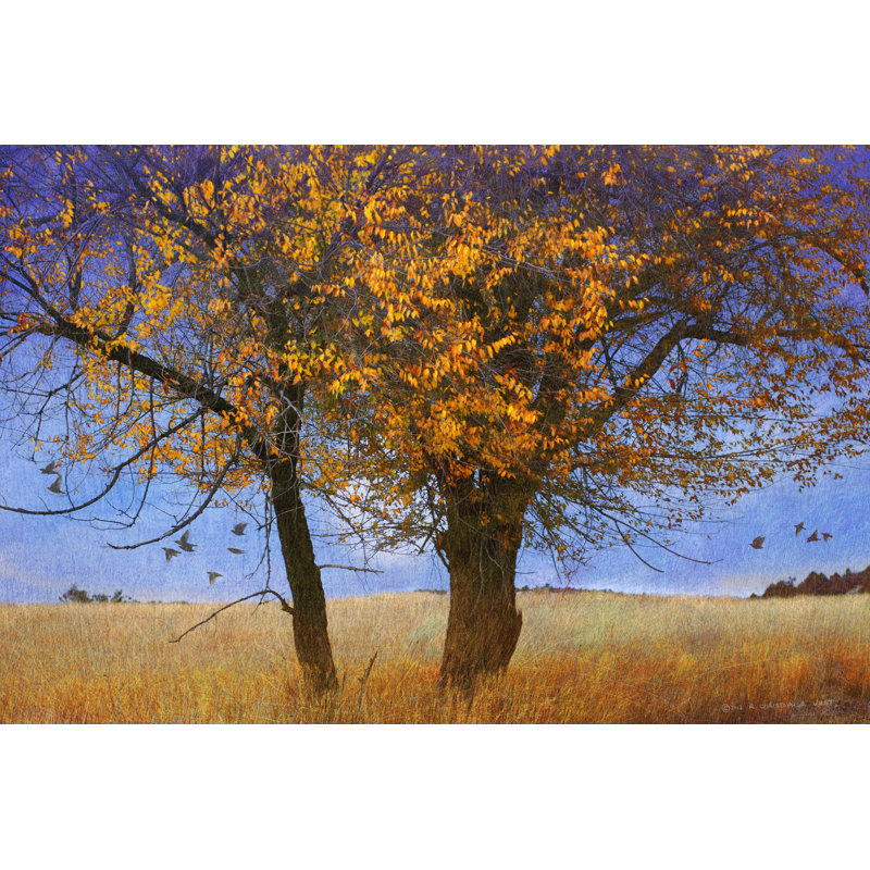 Yellow Elm - Wrapped Canvas Print, 30cm H x 46cm W x 3.8cm D