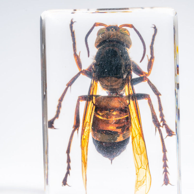Genuine Single Cicada In Lucite