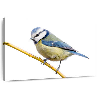 Brampt Feathery Blue Tit