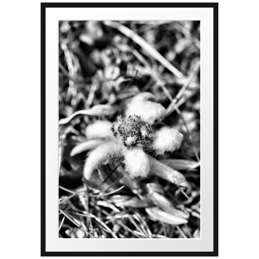 Gerahmtes Poster Fluffy White Flower