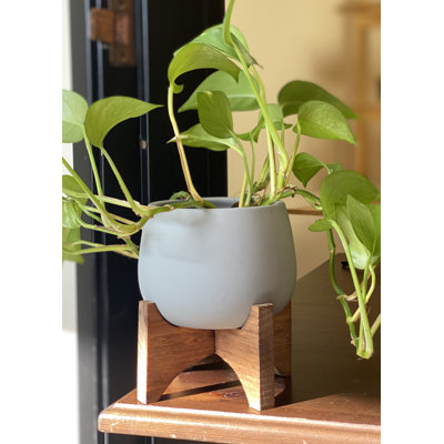 Blanchette Pot Planter