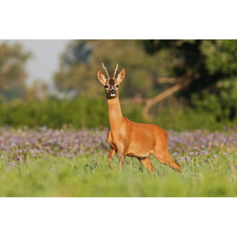 Roe Deer Among Flowers - Wrapped Canvas Print, 30cm H x 46cm W